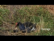 Pukeko Feeds Chick 2994